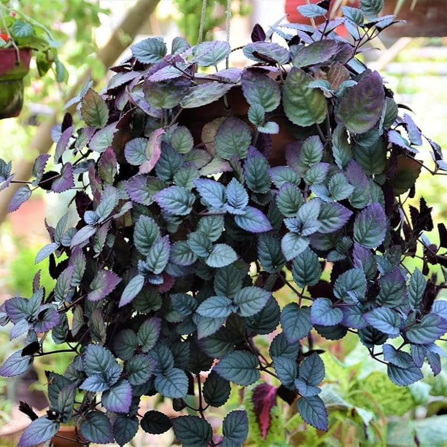Murikootti Plant - Strobilanthes Alternata - Hemigraphis Alternata - Red ivy - Red flame ivy - Waffle plant