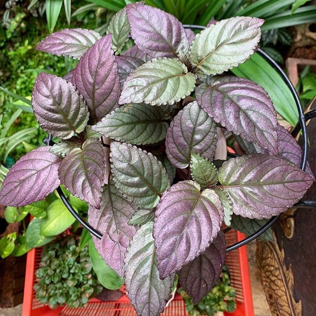 Murikootti Plant - Strobilanthes Alternata - Hemigraphis Alternata - Red ivy - Red flame ivy - Waffle plant