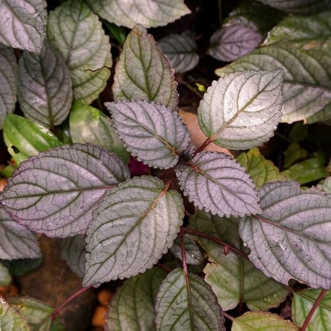 Murikootti Plant - Strobilanthes Alternata - Hemigraphis Alternata - Red ivy - Red flame ivy - Waffle plant