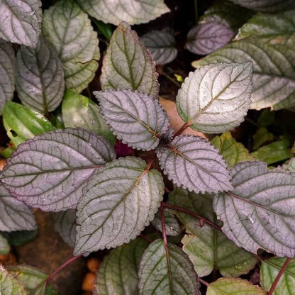 Murikootti Plant - Strobilanthes Alternata - Hemigraphis Alternata - Red ivy - Red flame ivy - Waffle plant