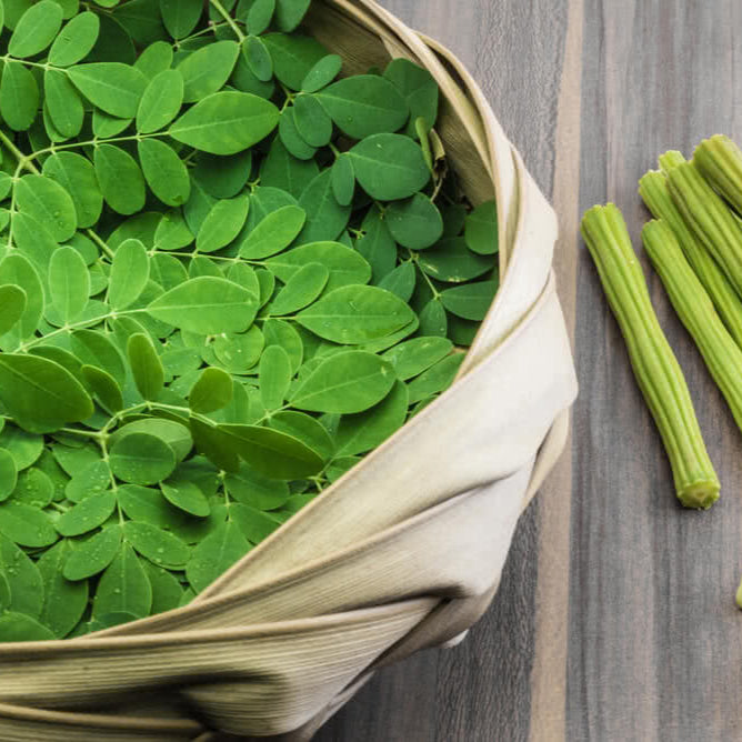 Muringa Plant , Drumstick Tree