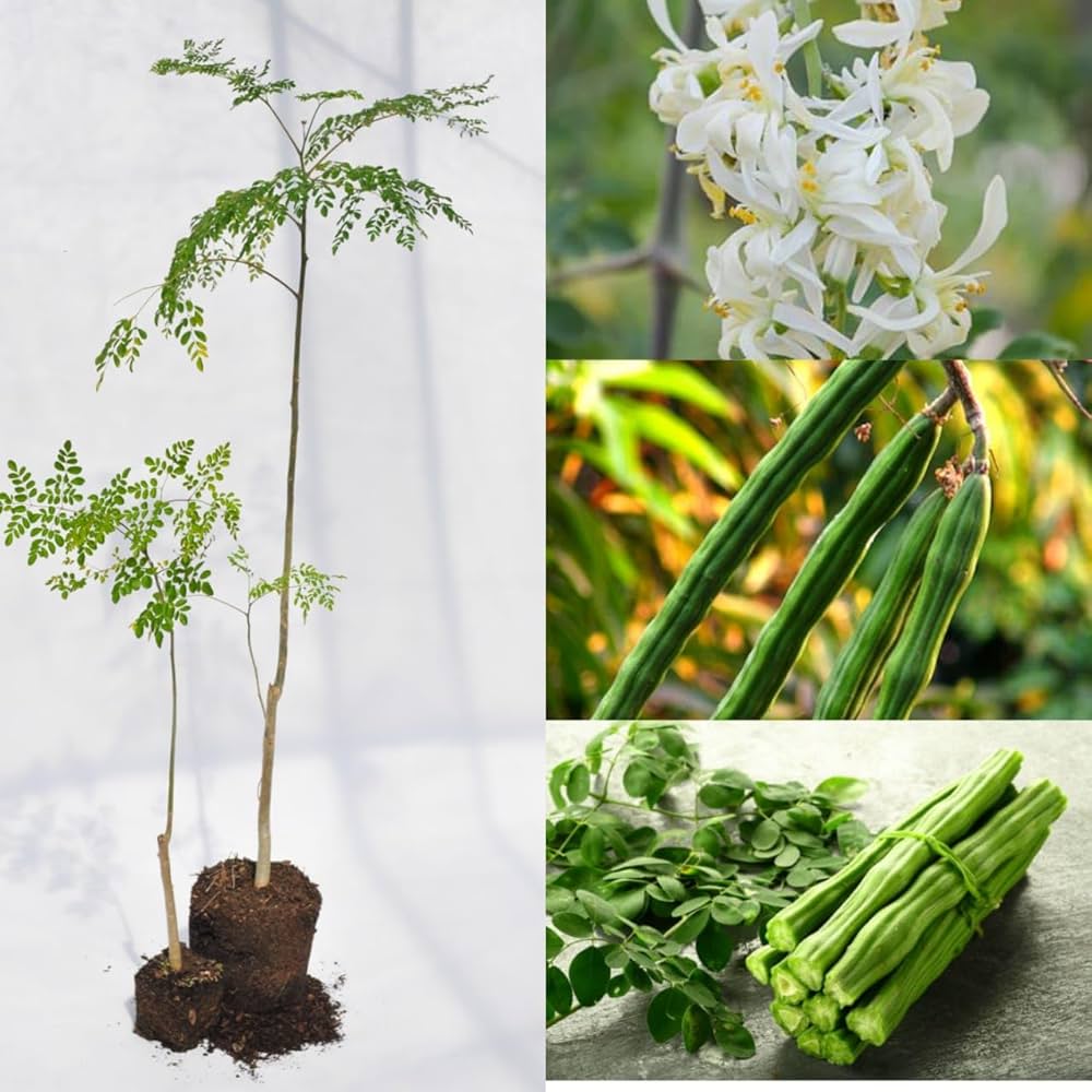 Muringa Plant , Drumstick Tree