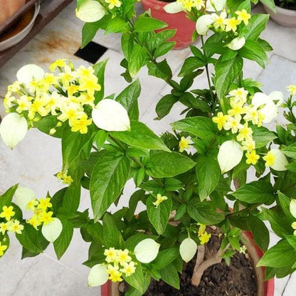 Miniature Musanda all seasonal, Miniature Mussaenda All Time Flowering Live Plant