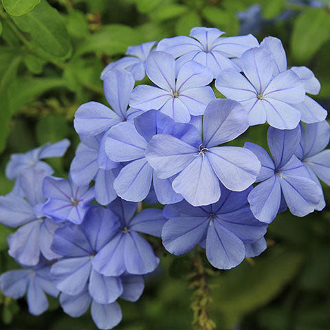 Neela koduveli / Blue Leadwort (Plumbago auriculata) Flowering/Ornamental/Medicinal Live plant