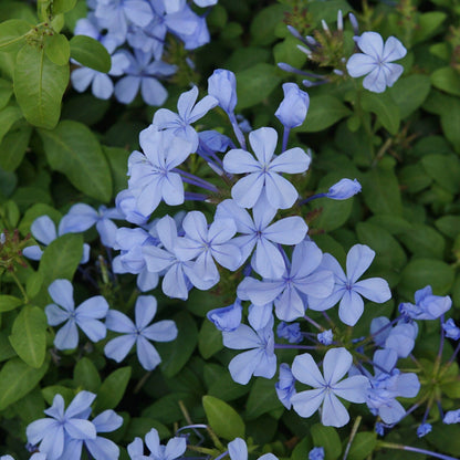 Neela koduveli / Blue Leadwort (Plumbago auriculata) Flowering/Ornamental/Medicinal Live plant