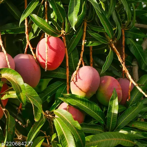Neelam Mango Grafted Plant