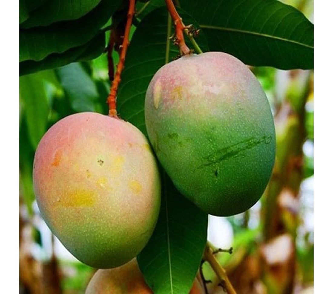 Neelam Mango Grafted Plant