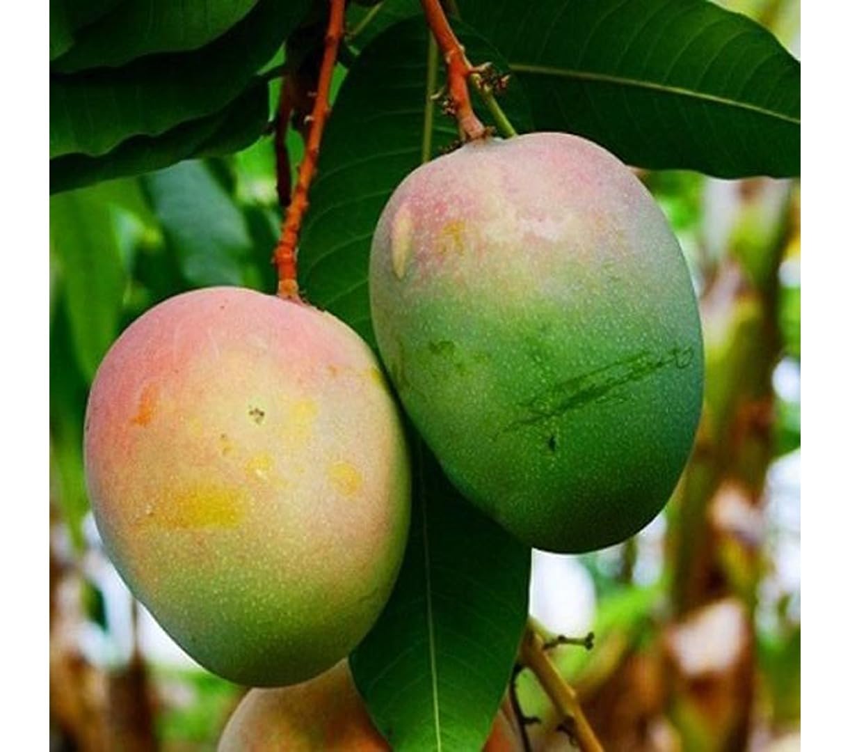 Neelam Mango Grafted Plant