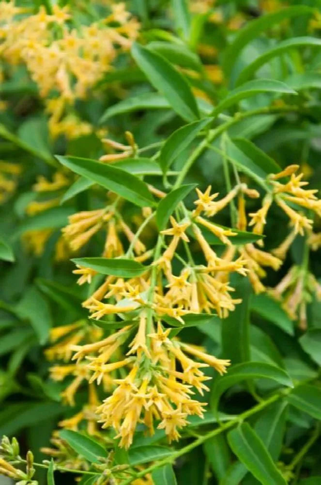 snake raat ki rani plant Night Queen Creeper Yellow|Night blooming Jasmine yellow| Raat ki Rani – Wayanadan Touch Garden