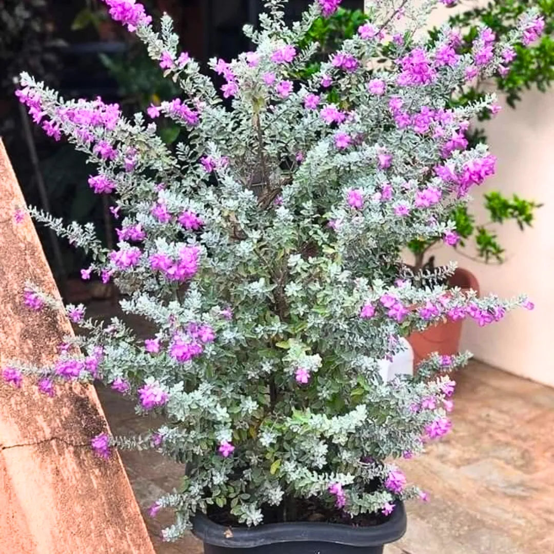 Nikodia (Texas Sage)