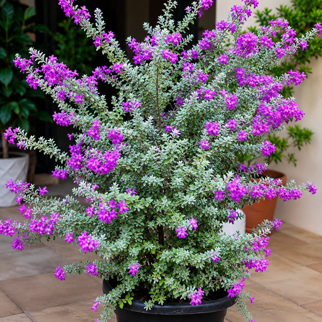 Nikodia (Texas Sage)