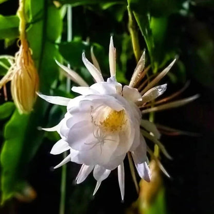 Nishagandhi ( Brahmakamalam)