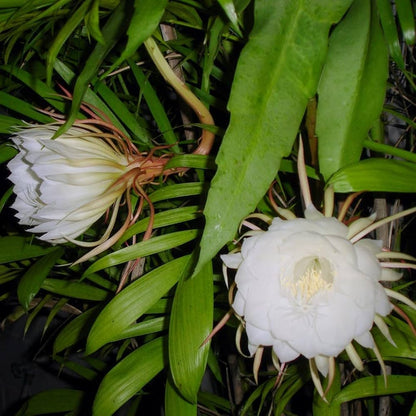 Nishagandhi ( Brahmakamalam)