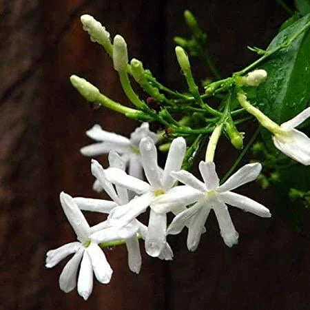 Nithyamalli