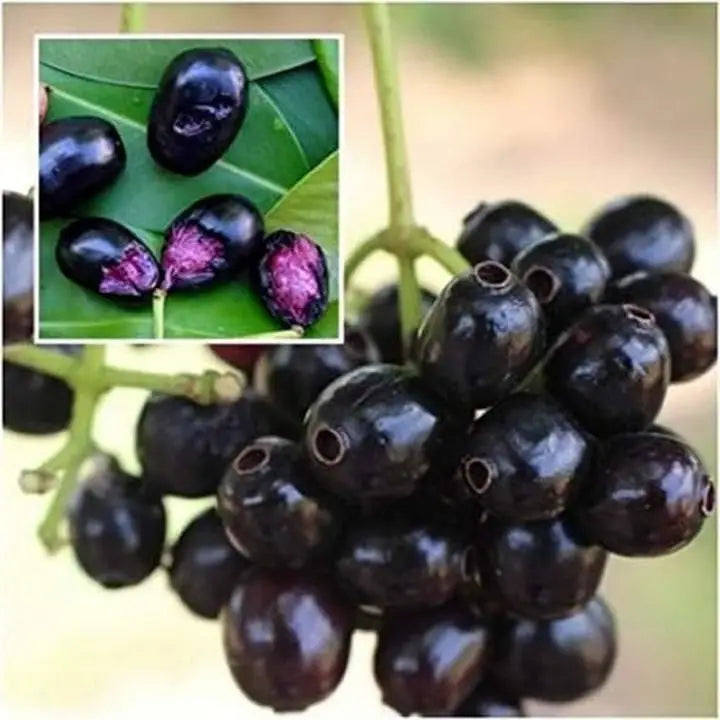 Njaval Black( Java Plum/Jamun)