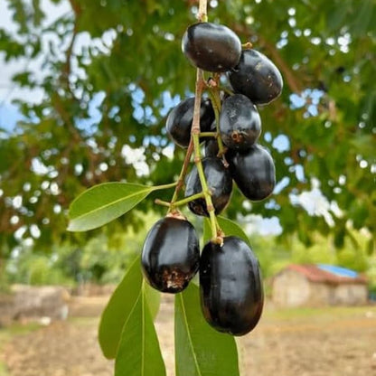 Njaval Black( Java Plum/Jamun)