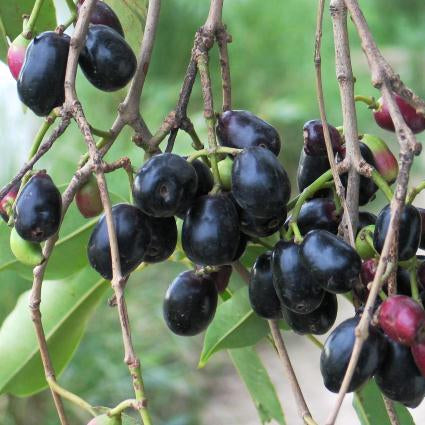 Njaval Black( Java Plum/Jamun)