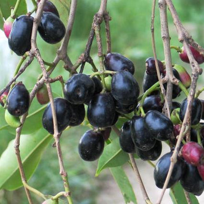 Njaval Black( Java Plum/Jamun)