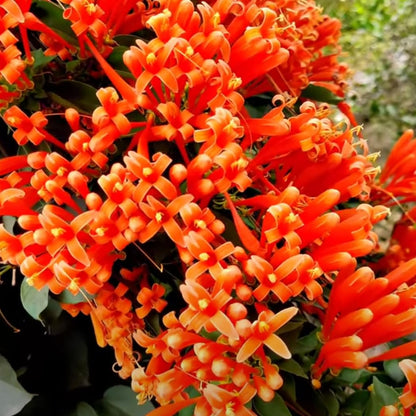 Ottumulla- Wynorg Trumpet Vine -Vibrant Orange Trumpet Flowers