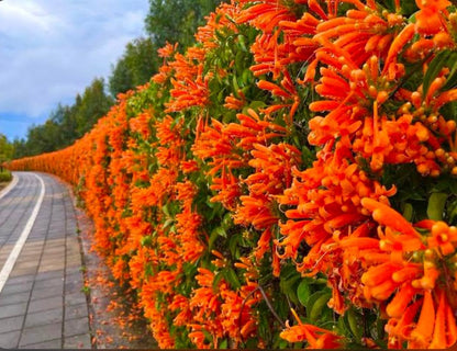 Ottumulla- Wynorg Trumpet Vine -Vibrant Orange Trumpet Flowers