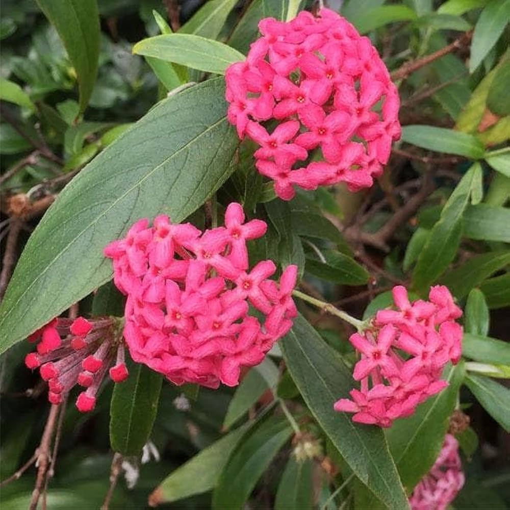 Panama Rose