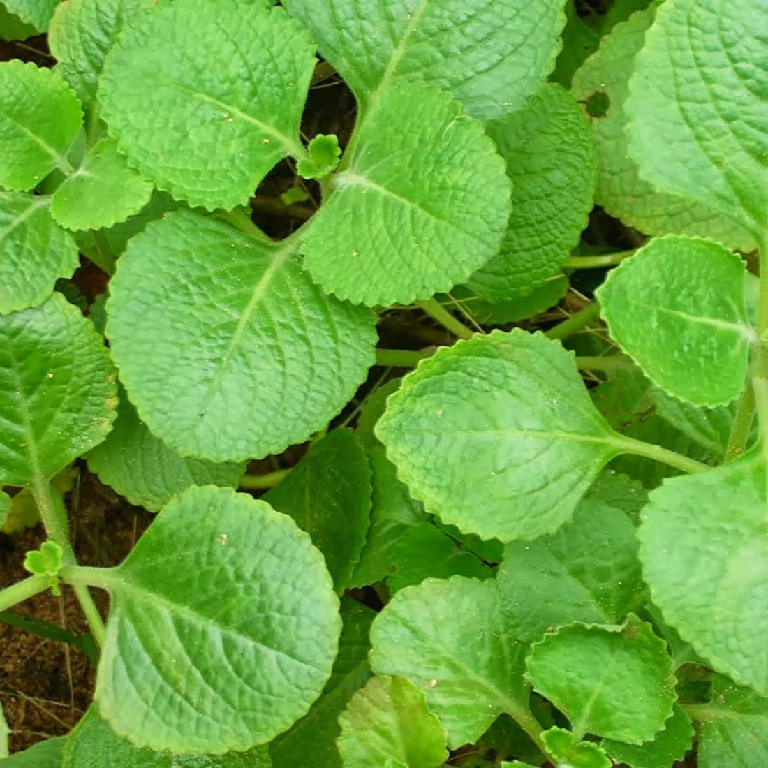 Panikoorka-  Indian borage, Mexican mint,Cuban oregano Medicinal plant