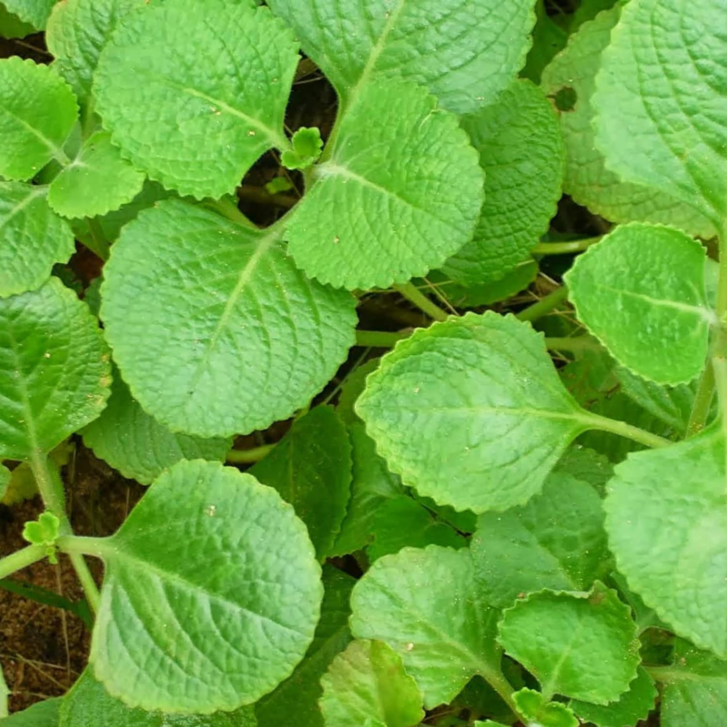 Panikoorka-  Indian borage, Mexican mint,Cuban oregano Medicinal plant
