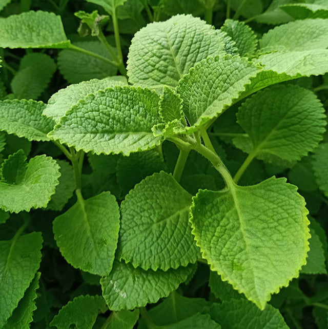 Panikoorka-  Indian borage, Mexican mint,Cuban oregano Medicinal plant