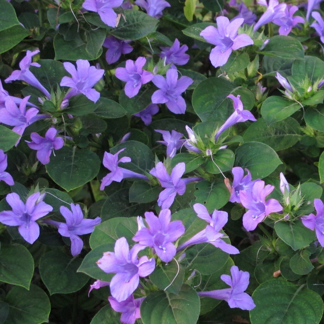 Parvathy poov(December poov/ December plant)