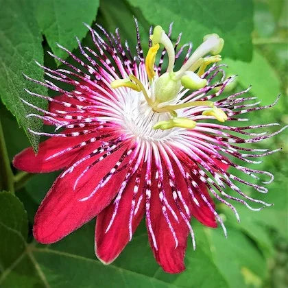 Pasiflora Red(Passionflora)