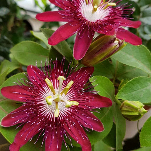 Pasiflora Red(Passionflora)