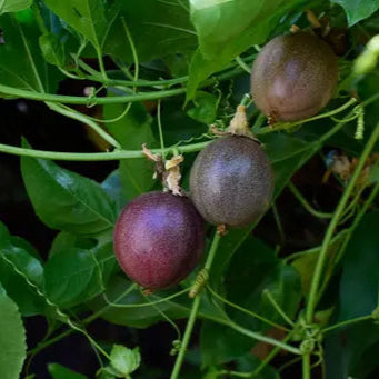Purple Passion Fruit plant