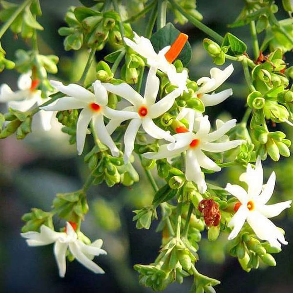 Pavizhamalli(parijat) Fragrant flowering plant