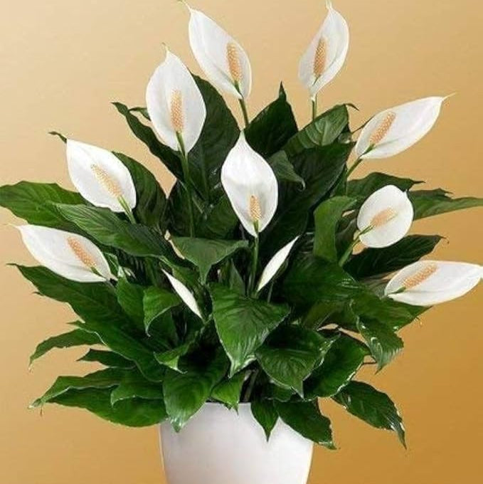 Peace Lily