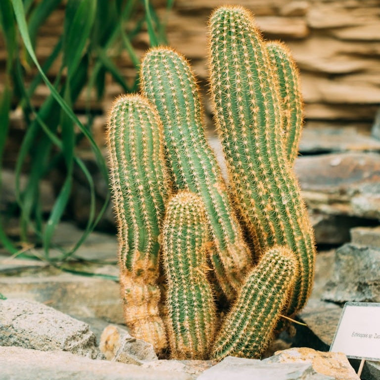 Cactus Peanut