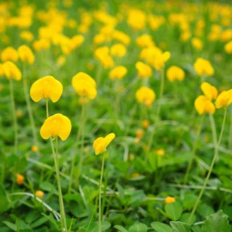 Peanut Grass ground covering plant