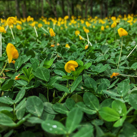 Peanut Grass ground covering plant