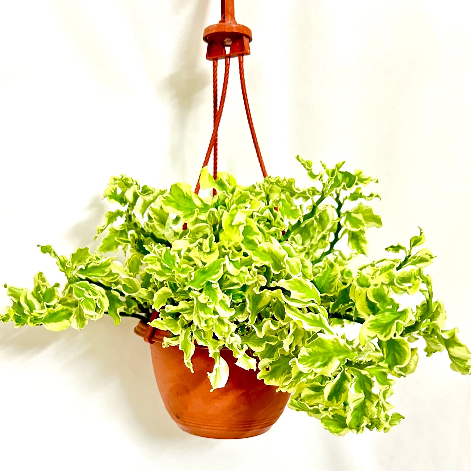 Pedilanthus Curly Variegated hanging plant