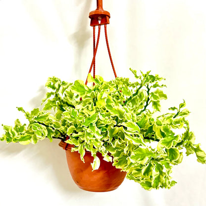 Pedilanthus Curly Variegated hanging plant