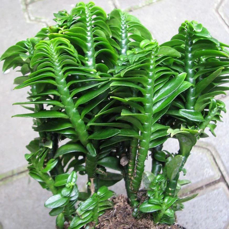 Pedilanthus Green