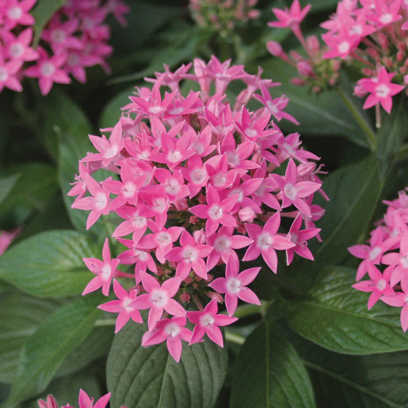 Pentas Pink