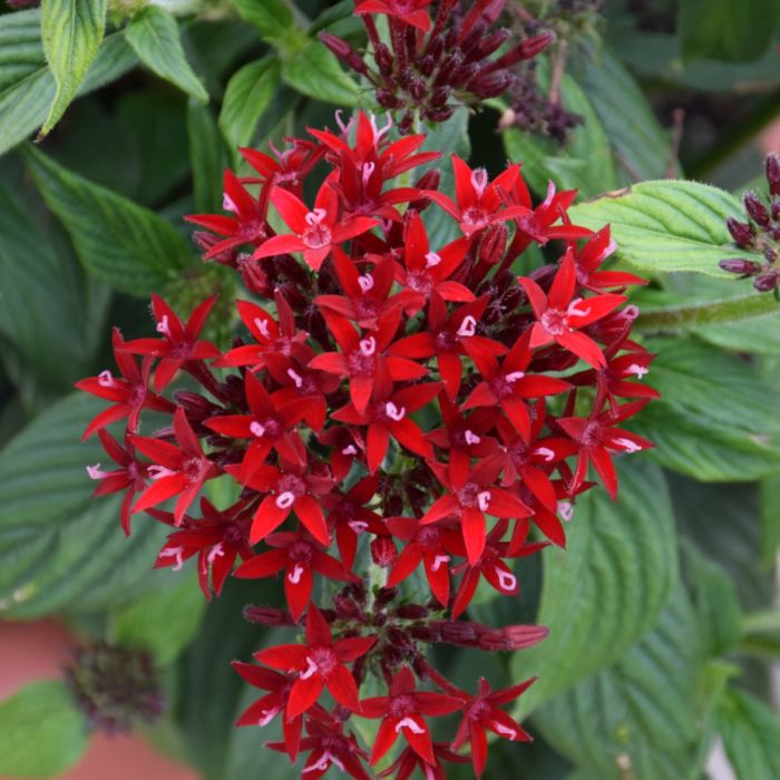 Pentas Red