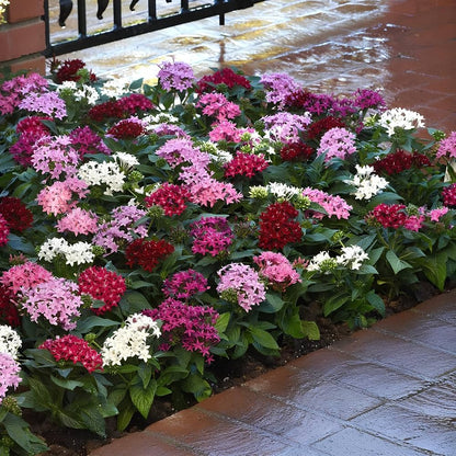 Pentas Combo of 5 Different Colors