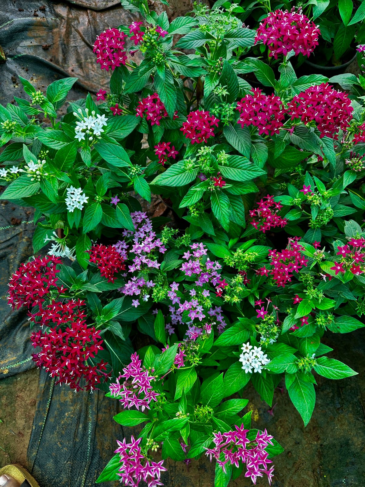 Pentas Combo of 5 Different Colors