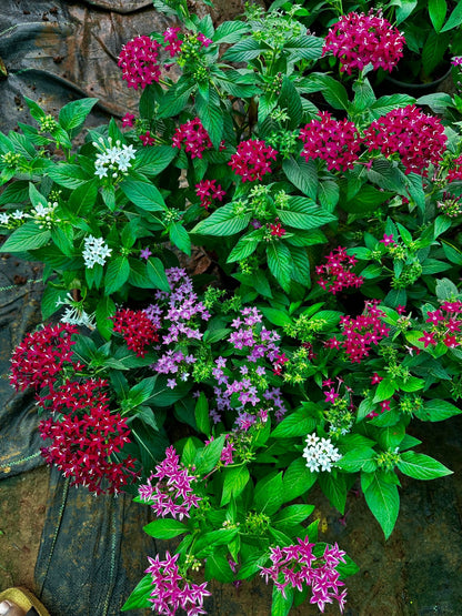 Pentas Combo of 5 Different Colors