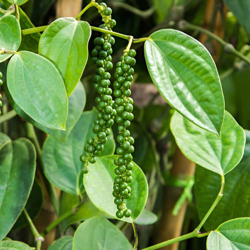 Pepper valli / Kurumulaku