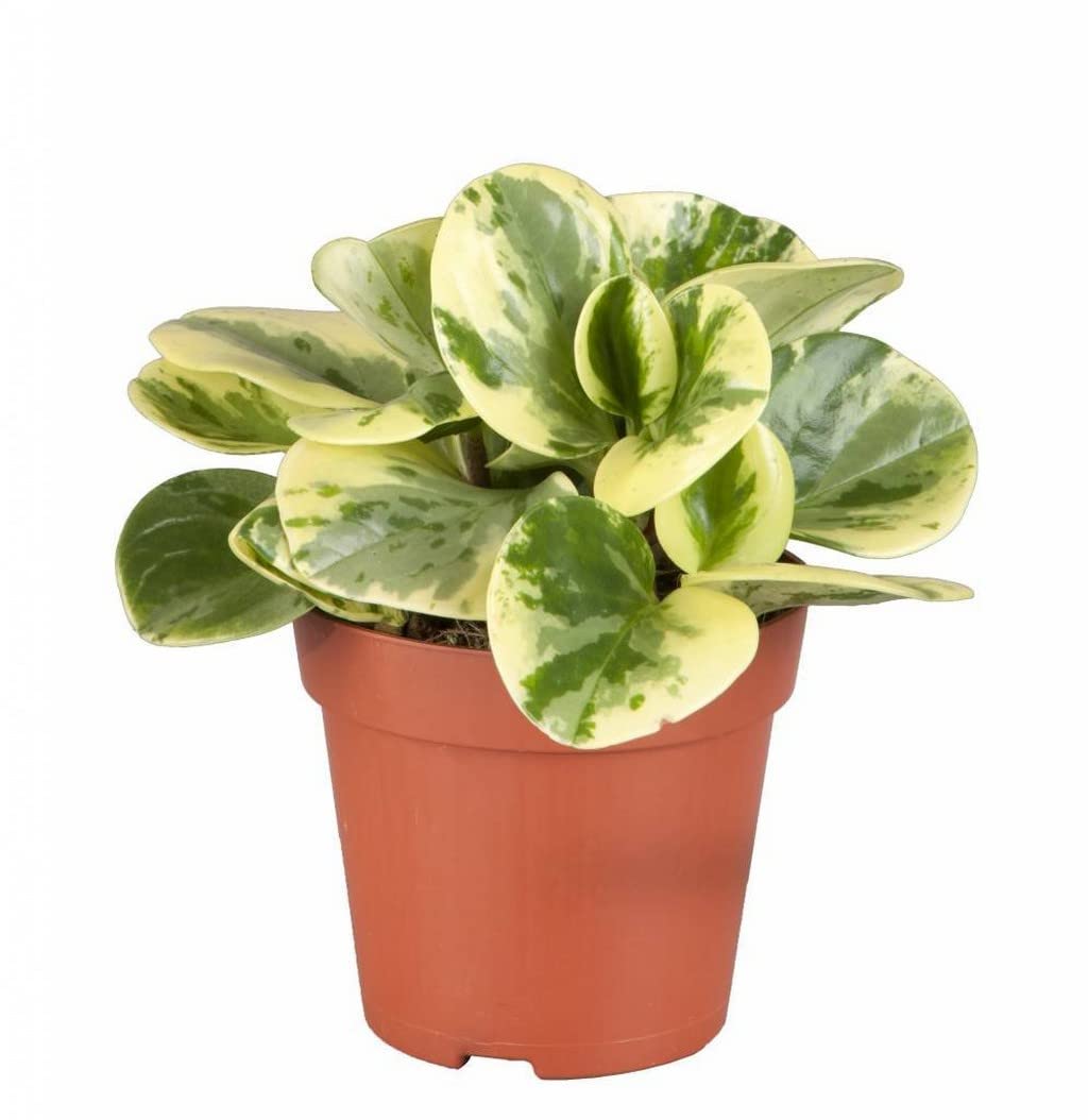 Paperomia variegated