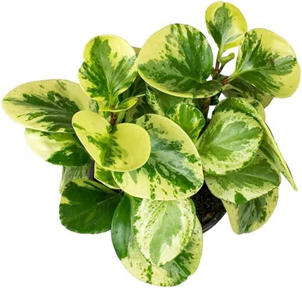 Paperomia variegated