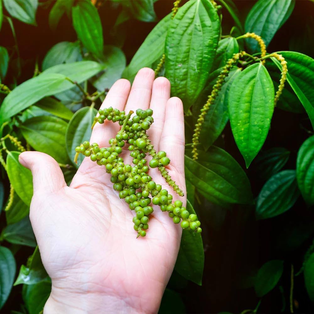 Pepper valli / Kurumulaku