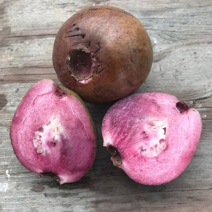 Purple Guava Miniature- Beetroot Guava- Violet guava - purple pera